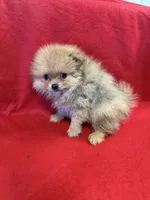 Sable Merle, a male Pomeranian for sale in Vidalia, GA – Photo 2 of 6