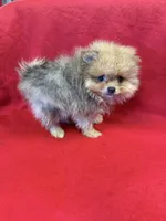 Sable Merle, a male Pomeranian for sale in Vidalia, GA – Photo 3 of 6