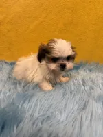 Tiny Kaiden, a male Shih Tzu for sale in Vidalia, GA – 3 of 4