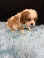 Ben, a male Cavalier King Charles Spaniel for sale in Vidalia, GA – 2 of 4