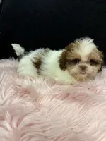 Little Abbie , a female Shih Tzu for sale in Vidalia, GA – 4 of 4
