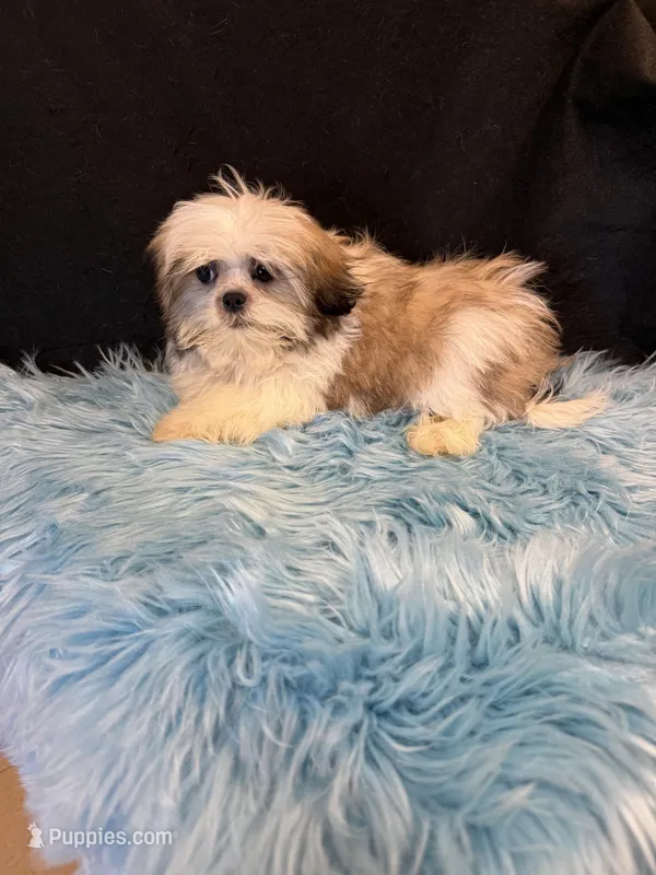 Boy 1 – Shih Tzu puppy for sale in Vidalia, GA