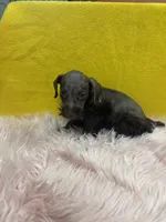 Stella , a female Miniature Schnauzer for sale in Vidalia, GA – 3 of 4