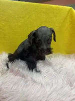 Stella , a female Miniature Schnauzer for sale in Vidalia, GA – 2 of 4