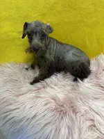 CoCo, a female Miniature Schnauzer for sale in Vidalia, GA – Photo 2 of 2