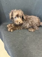 CoCo, a female Miniature Schnauzer for sale in Vidalia, GA – Photo 2 of 2