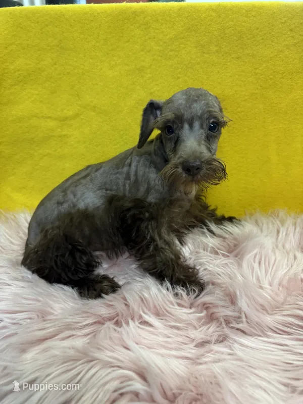 CoCo – Miniature Schnauzer puppy for sale in Vidalia, GA