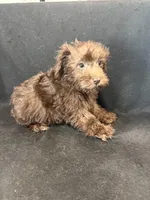 CoCo, a female Miniature Schnauzer for sale in Vidalia, GA – Photo 1 of 2