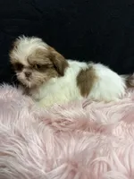 Little Abbie , a female Shih Tzu for sale in Vidalia, GA – 1 of 4