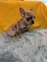 Brody, a male French Bulldog for sale in Vidalia, GA – 4 of 9
