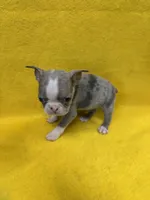 Cade, a male Boston Terrier for sale in Vidalia, GA – 2 of 3