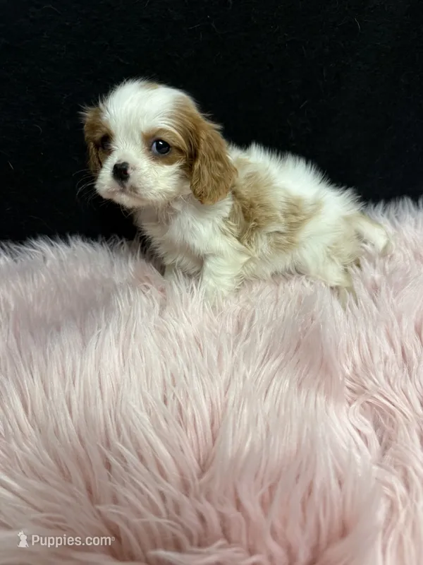 Little Annie  – Cavalier King Charles Spaniel puppy for sale in Vidalia, GA