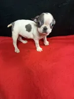 Bee, a female Boston Terrier for sale in Vidalia, GA – Photo 4 of 5