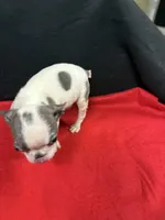 Bee, a female Boston Terrier for sale in Vidalia, GA – Photo 2 of 5