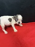 Bee, a female Boston Terrier for sale in Vidalia, GA – Photo 3 of 5