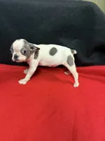 Bee, a female Boston Terrier for sale in Vidalia, GA – Photo 5 of 5