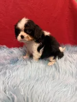Marlow , a male Cavalier King Charles Spaniel for sale in Vidalia, GA – 4 of 4