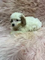 processed/933872d9-d63b-4000-bcb8-dd8a7687ff01/listing/9b3fbedc-efbc-4f9e-b435-25fada966f5c/e9bc2982-2153-4bad-956d-da6b78360494