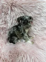 This ny 4, a female Miniature Schnauzer for sale in Vidalia, GA – Photo 1 of 3
