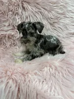 This ny 4, a female Miniature Schnauzer for sale in Vidalia, GA – Photo 3 of 3