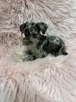 This ny 4, a female Miniature Schnauzer for sale in Vidalia, GA – Photo 2 of 3