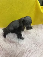 Stella , a female Miniature Schnauzer for sale in Vidalia, GA – 4 of 4