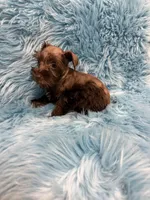 Tiny 2, a male Miniature Schnauzer for sale in Vidalia, GA – Photo 2 of 2