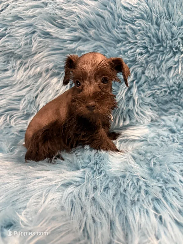Tiny 2 – Miniature Schnauzer puppy for sale in Vidalia, GA
