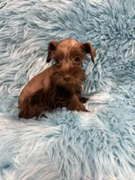 Tiny 2, a male Miniature Schnauzer for sale in Vidalia, GA – Photo 1 of 2