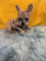 Brody, a male French Bulldog for sale in Vidalia, GA – 2 of 9