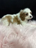 Della, a female Cavalier King Charles Spaniel for sale in Vidalia, GA – 4 of 4