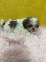 TINY Abbie (Imperial), a female Shih Tzu for sale in Vidalia, GA – 4 of 4