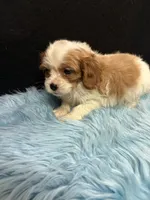 Ben, a male Cavalier King Charles Spaniel for sale in Vidalia, GA – 4 of 4