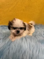 Tiny Kaiden, a male Shih Tzu for sale in Vidalia, GA – 4 of 4