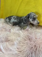 Chewy, a female Miniature Schnauzer for sale in Vidalia, GA – Photo 2 of 2