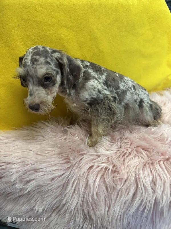Chewy – Miniature Schnauzer puppy for sale in Vidalia, GA