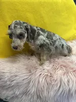 Chewy, a female Miniature Schnauzer for sale in Vidalia, GA – Photo 1 of 2