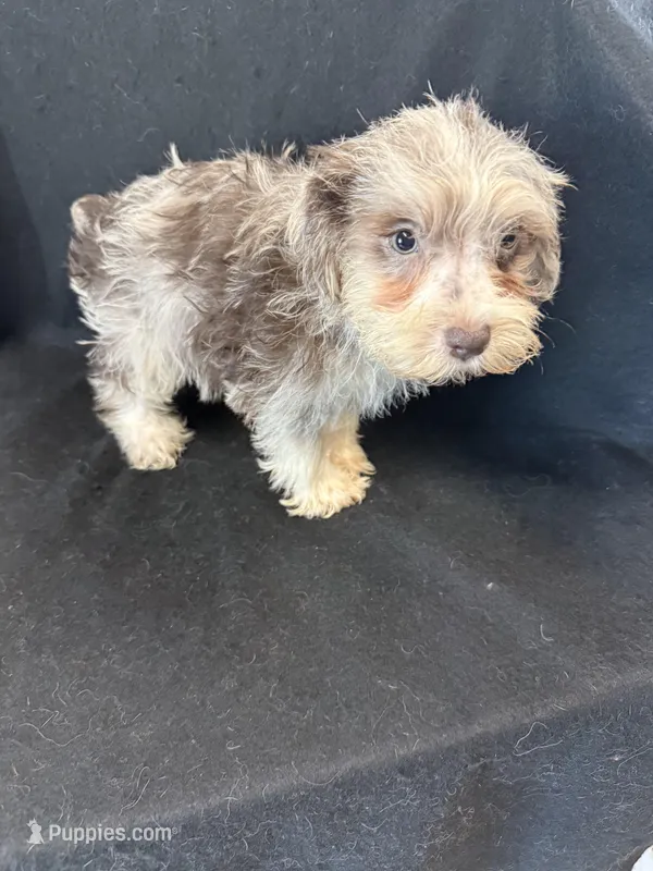 Chewy – Miniature Schnauzer puppy for sale in Vidalia, GA