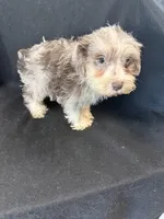 Chewy, a female Miniature Schnauzer for sale in Vidalia, GA – Photo 1 of 2