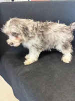 Chewy, a female Miniature Schnauzer for sale in Vidalia, GA – Photo 2 of 2