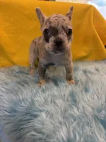 Brody, a male French Bulldog for sale in Vidalia, GA – 5 of 9