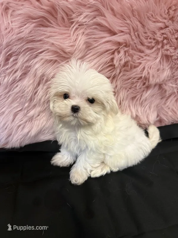 Tiny Lexy  – Maltese puppy for sale in Vidalia, GA