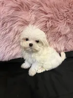 Tiny Lexy , a female Maltese for sale in Vidalia, GA – 1 of 4
