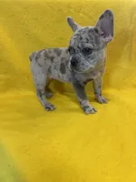 Brody, a male French Bulldog for sale in Vidalia, GA – 7 of 9