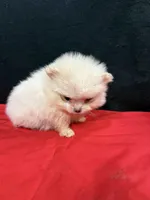 Pom 3, a female Pomeranian for sale in Vidalia, GA – Photo 2 of 3