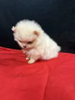 Pom 3, a female Pomeranian for sale in Vidalia, GA – Photo 3 of 3