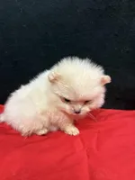 Pom 3, a female Pomeranian for sale in Vidalia, GA – Photo 1 of 3