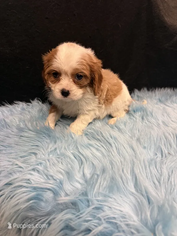 Ben – Cavalier King Charles Spaniel puppy for sale in Vidalia, GA