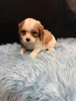 Ben, a male Cavalier King Charles Spaniel for sale in Vidalia, GA – 1 of 4