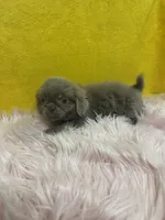 Bella , a female Shih Tzu for sale in Vidalia, GA – 2 of 3